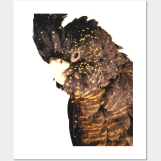 Black Cockatoo Illustration Posters and Art